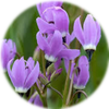 Small_1539888197-alpine_shooting_star_hoffmann